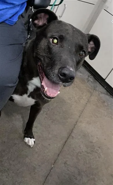 An adult large-sized male Mixed Breed dog named Boscoe for adoption in Dallas, TX