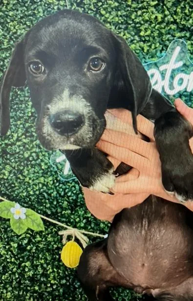 A baby medium-sized male Black English Coonhound dog named Barkley for adoption in Partlow, VA