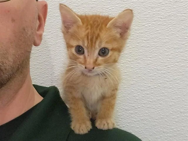 A young small-sized male Domestic Short Hair cat named Yoda for adoption in Riverside, CA