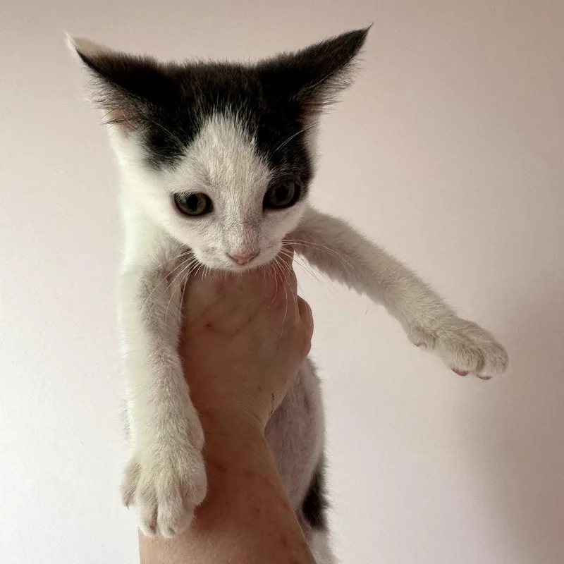 A baby small-sized male Gray / Blue / Silver Domestic Short Hair cat named Blynken for adoption in Forest Park, IL
