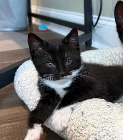 A baby small-sized male Domestic Short Hair cat named Jimmy for adoption in Ringoes, NJ