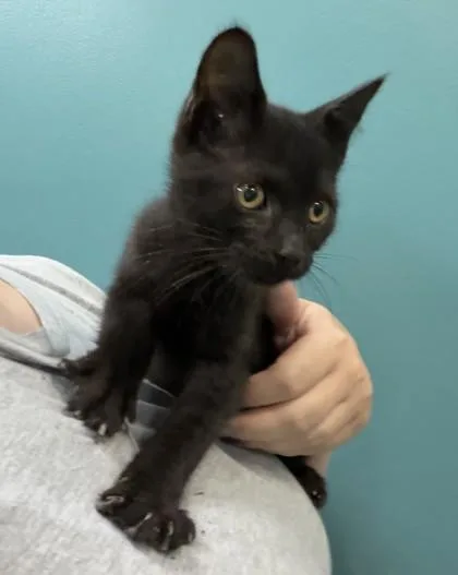 A baby small-sized male Domestic Short Hair cat named Chaka for adoption in New Orleans, LA