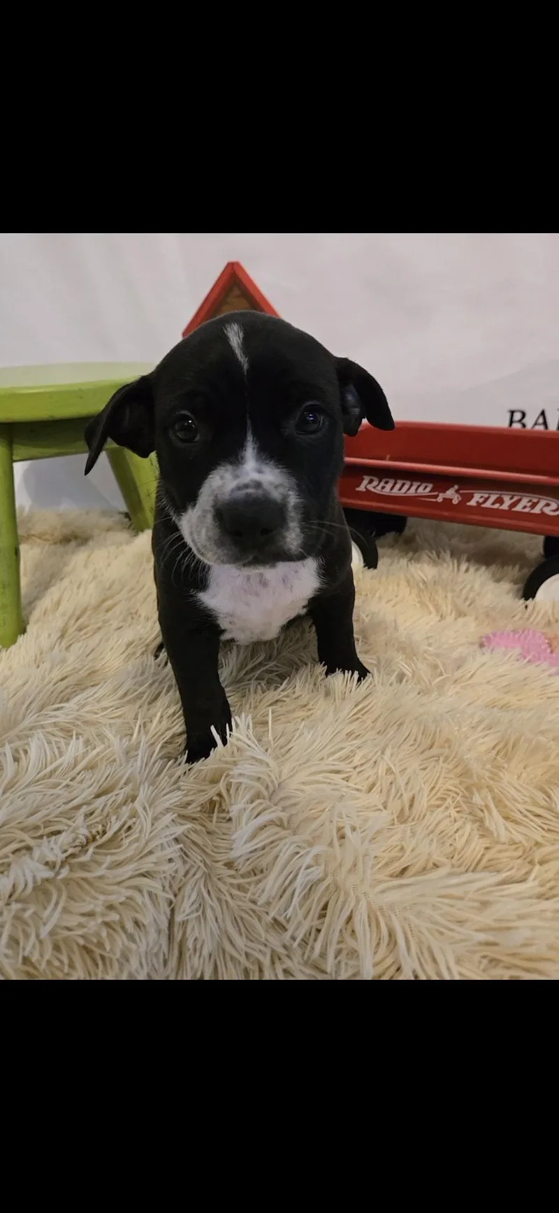 A baby large-sized female Australian Cattle Dog / Blue Heeler dog named Blossom for adoption in Boston, KY