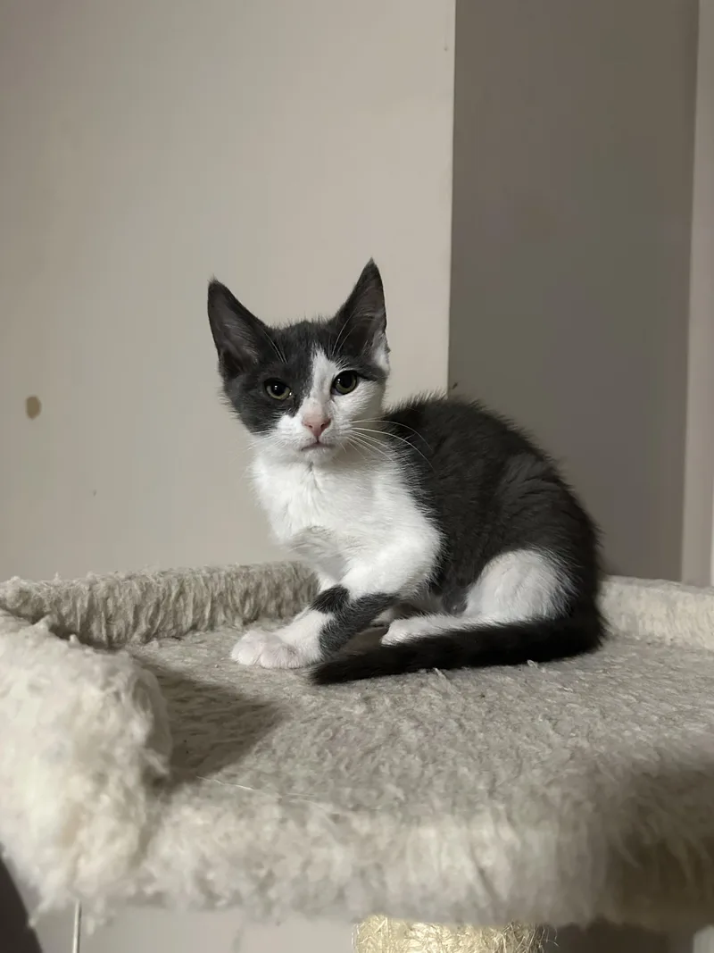 A baby medium-sized male Gray & White Domestic Short Hair cat named Teddy for adoption in Lawrenceville, GA