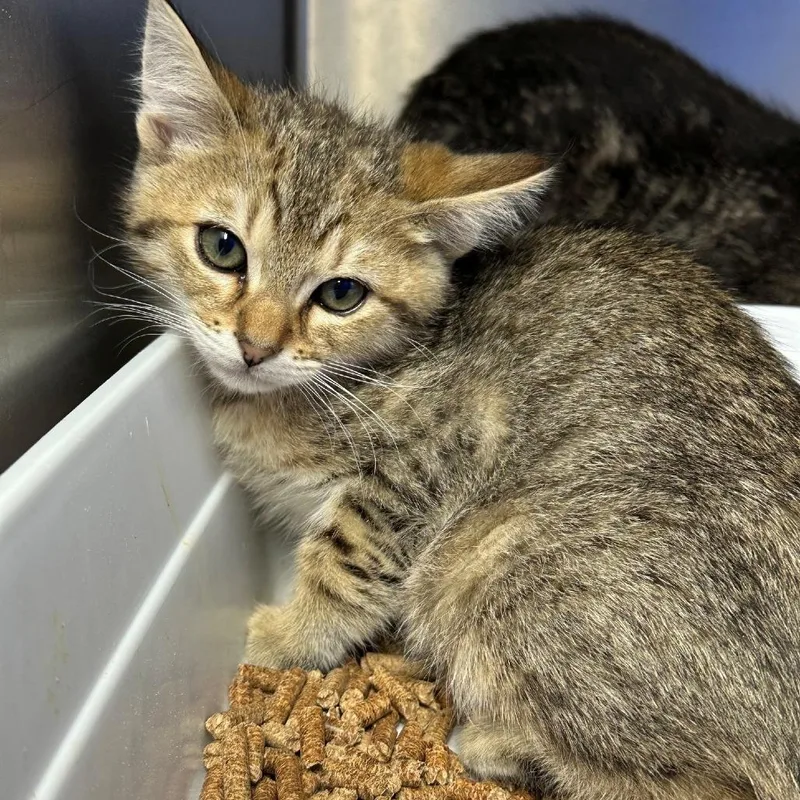A baby small-sized male Brown / Chocolate Domestic Short Hair cat named Cope for adoption in Coos Bay, OR