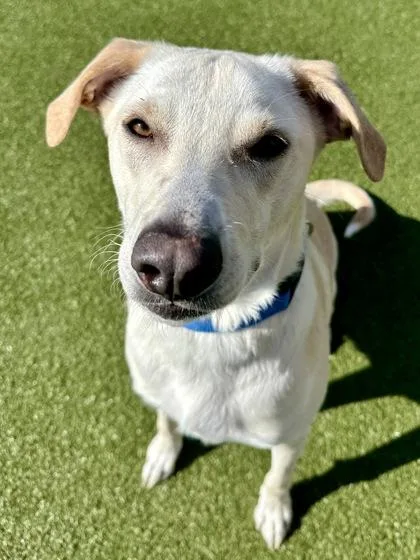 An adult large-sized male Yellow / Tan / Blond / Fawn Mixed Breed dog named Whisky for adoption in Wichita, KS