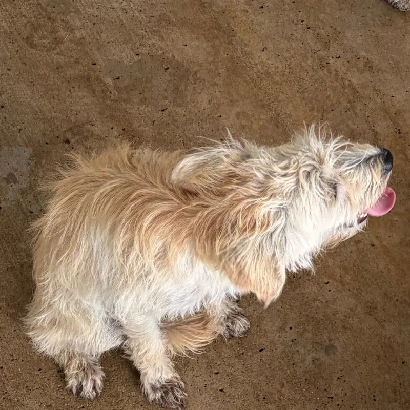 A baby small-sized male Terrier dog named Dewey for adoption in Edinburg, TX