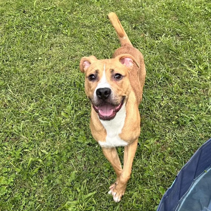 An adult medium-sized male Pit Bull Terrier dog named Big Mac for adoption in Triadelphia, WV