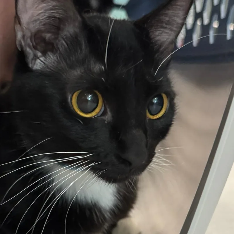 An adult medium-sized female Black Domestic Short Hair cat named Pearl for adoption in Lakewood, CO
