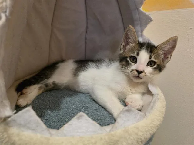 A baby small-sized male Domestic Medium Hair cat named Devor for adoption in Santa Clara, CA