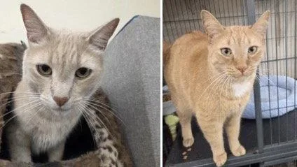 An adult medium-sized male Tabby cat named Olaf And Bruno for adoption in Smithtown, NY