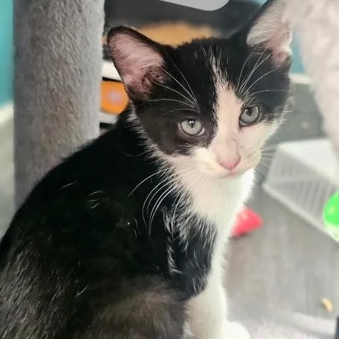A young medium-sized male Black & White / Tuxedo Domestic Short Hair cat named Rex for adoption in Ferndale, WA