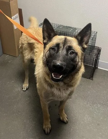 An adult large-sized male Akita dog named Jupiter for adoption in Fresno, CA
