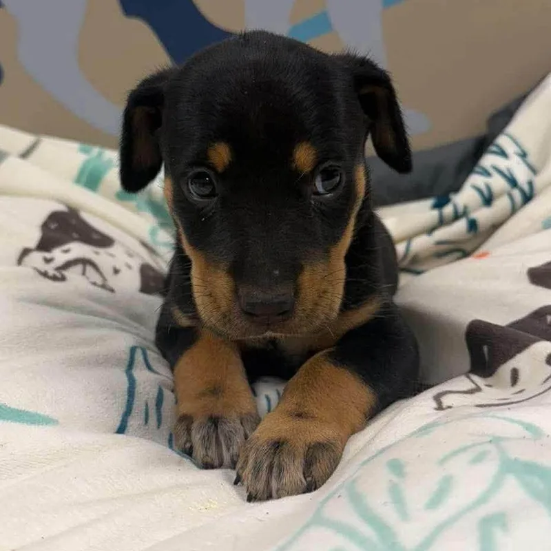 A baby medium-sized female Shepherd dog named Donna for adoption in Alexandria, VA