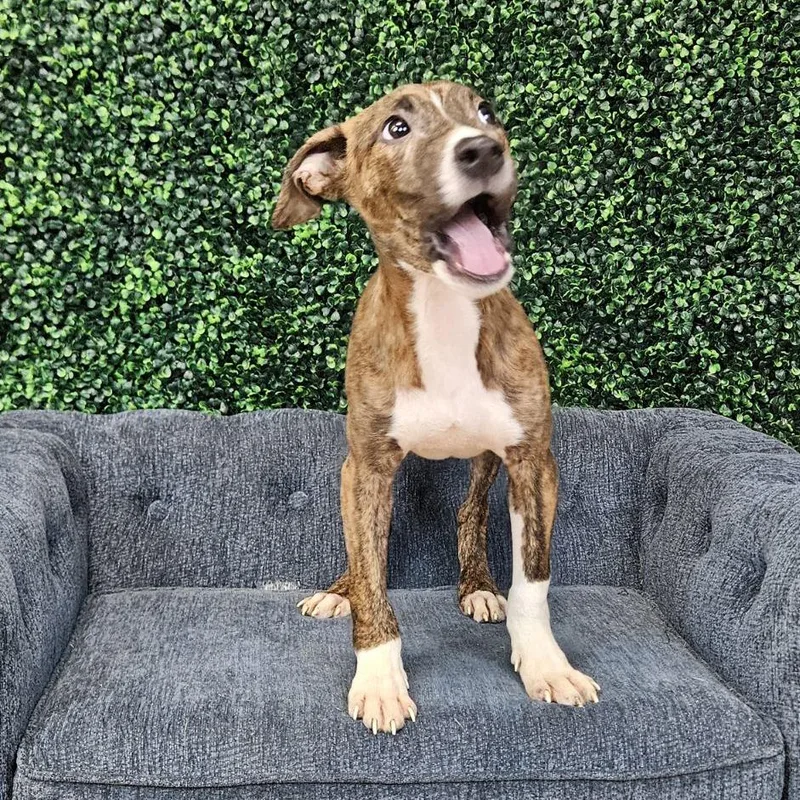 A baby small-sized male Brindle Pit Bull Terrier dog named Puddle for adoption in East Saint Louis, IL