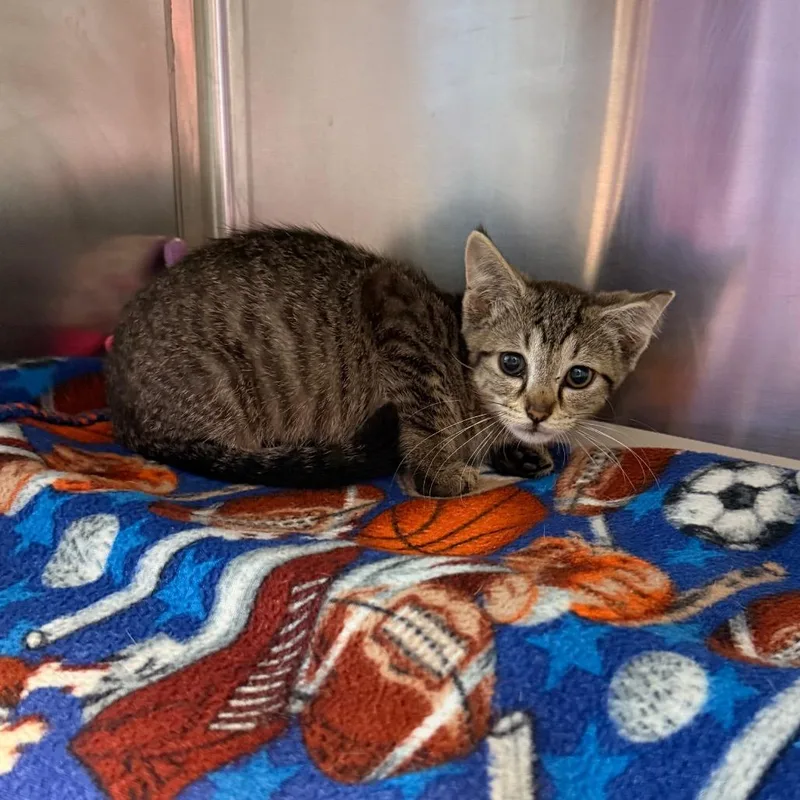 A baby small-sized female Domestic Short Hair cat named Priscilla for adoption in Chattanooga, TN