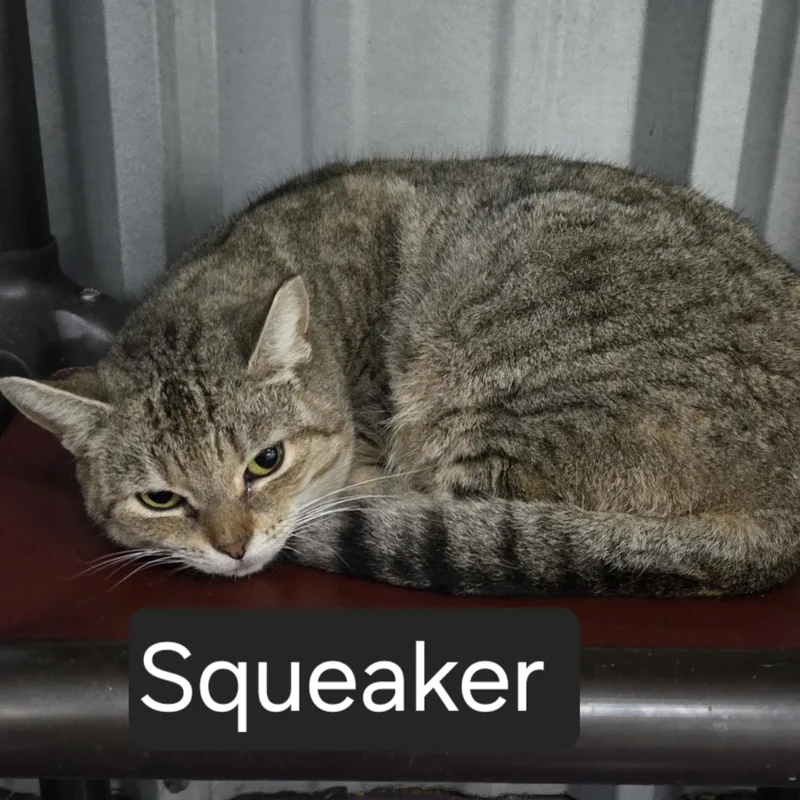 An adult medium-sized female Tabby (Brown / Chocolate) Domestic Short Hair cat named Squeaker for adoption in SNOW HILL, NC