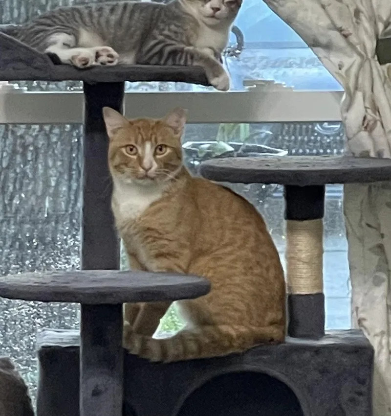 An adult medium-sized male Orange & White Domestic Short Hair cat named Wally for adoption in Oviedo, FL