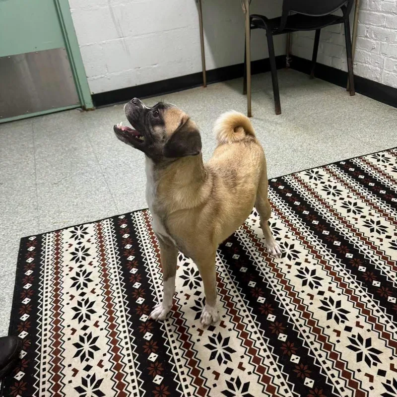 An adult small-sized female White / Cream Pug dog named Gina for adoption in Newfoundland, NJ