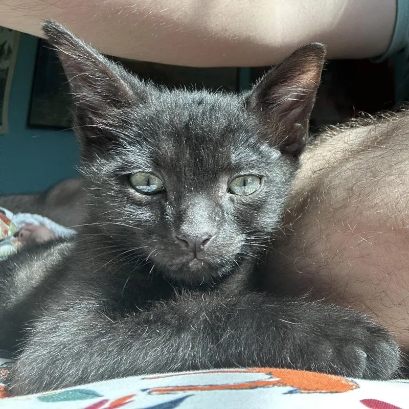 A baby small-sized female Black Domestic Short Hair cat named Neytiri  Home to for adoption in South Elgin, IL
