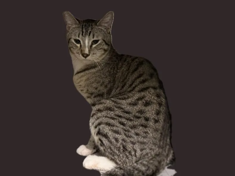 A young large-sized male Domestic Short Hair cat named Badger for adoption in Los Angeles, CA