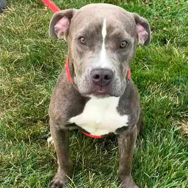 A young medium-sized female Terrier dog named Montana for adoption in North Syracuse, NY