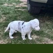 A baby medium-sized male White / Cream Catahoula Leopard Dog dog named Rennie for adoption in Fairfax Station, VA