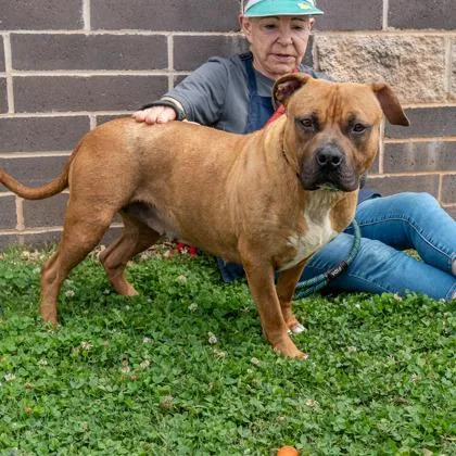 An adult large-sized female Mixed Breed dog named Rosmerta for adoption in Chamblee, GA