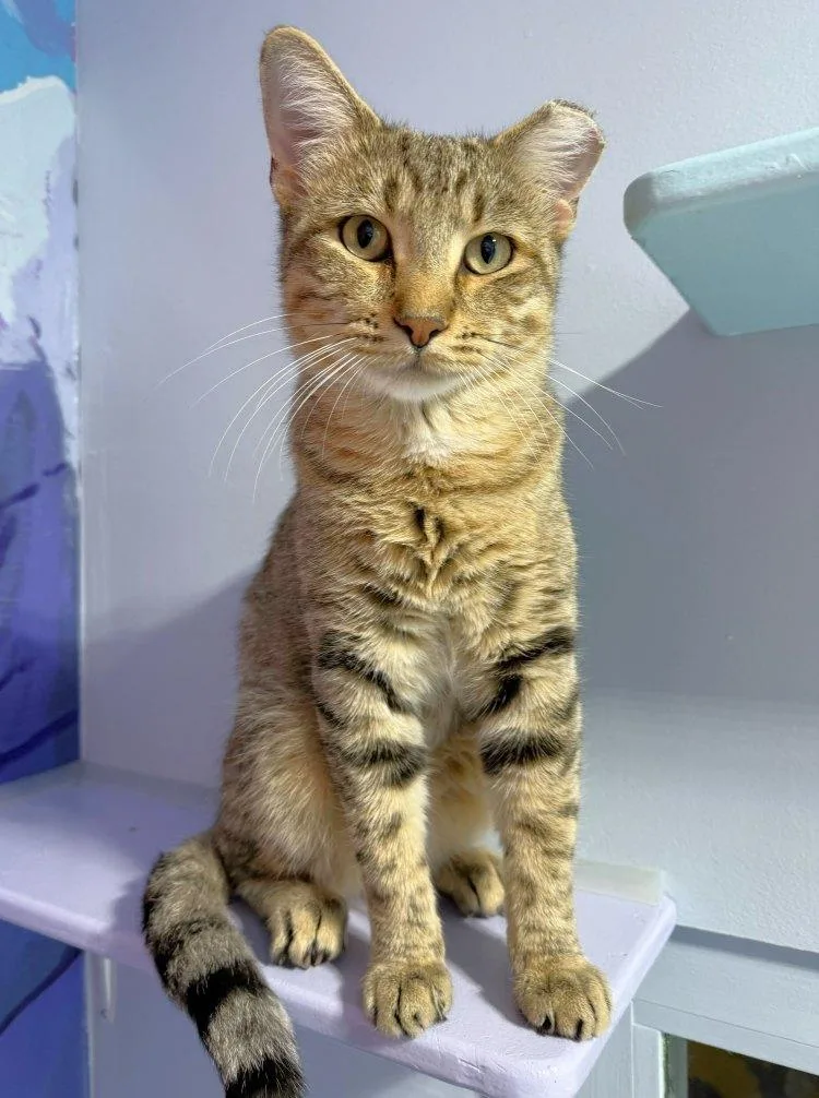 A young medium-sized male Domestic Short Hair cat named Yahenni for adoption in Colorado Springs, CO