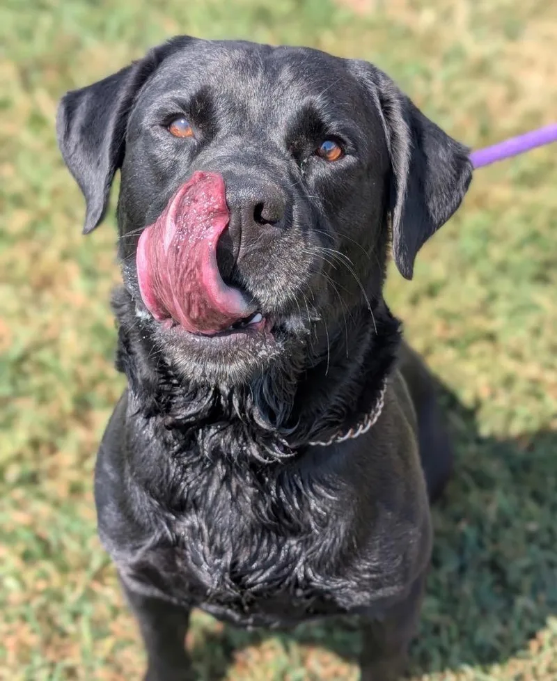 An adult large-sized male Labrador Retriever dog named Rocket for adoption in Defiance, OH