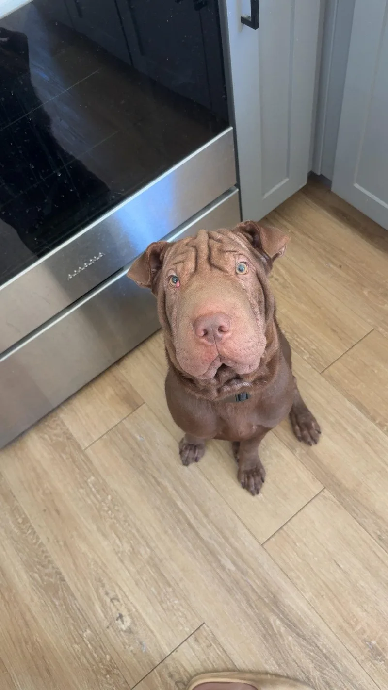 An adult medium-sized male Shar-Pei dog named Hoshi for adoption in Lake Forest, CA