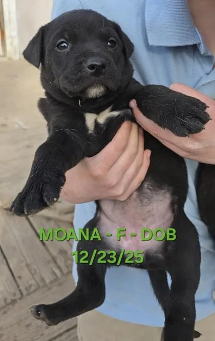 Moana