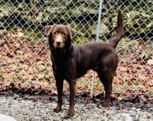 An adult large-sized male Chocolate Labrador Retriever dog named Ares for adoption in Killingworth, CT