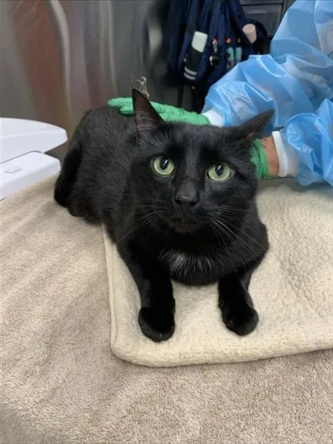 An adult large-sized male Domestic Short Hair cat named Ducky for adoption in Fairbanks, AK