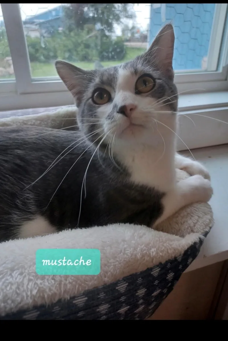 A young medium-sized male Gray & White Domestic Short Hair cat named Mustache for adoption in Walworth, WI