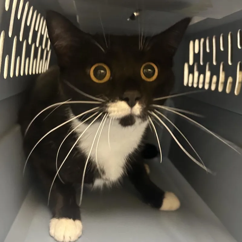 An adult medium-sized female Black Domestic Short Hair cat named Blue Raspberry for adoption in Charlottesville, VA