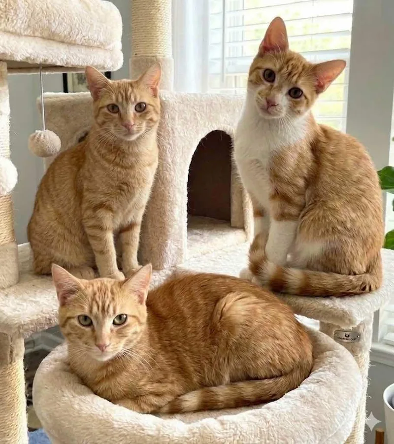 Neville And Angus thumbnail 5