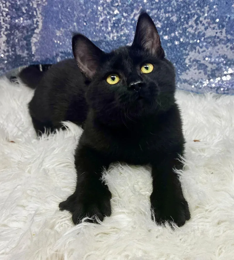 A baby small-sized male Black Bombay cat named Jack Fruit is HILARIOUS for adoption in Bedford Hills, NY