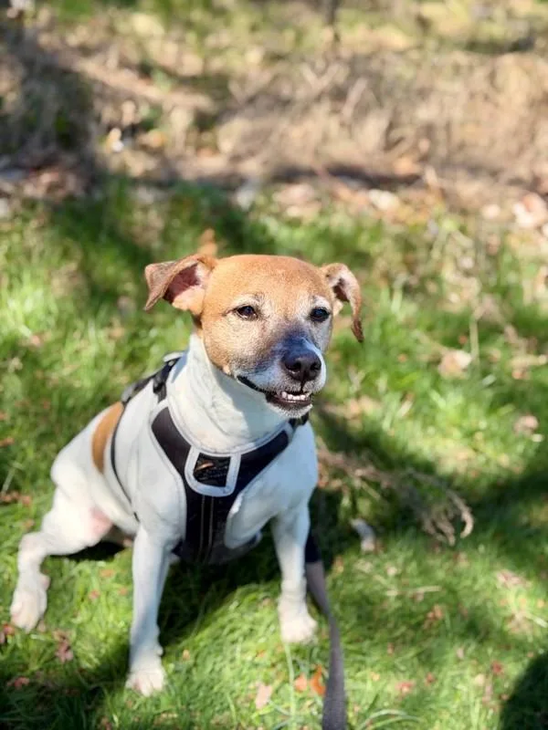 A senior medium-sized male Jack Russell Terrier dog named Meatball for adoption in Skillman, NJ