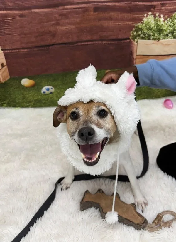 Meatball thumbnail 2