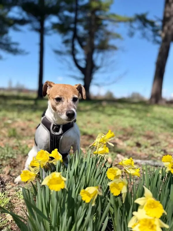 Meatball thumbnail 3