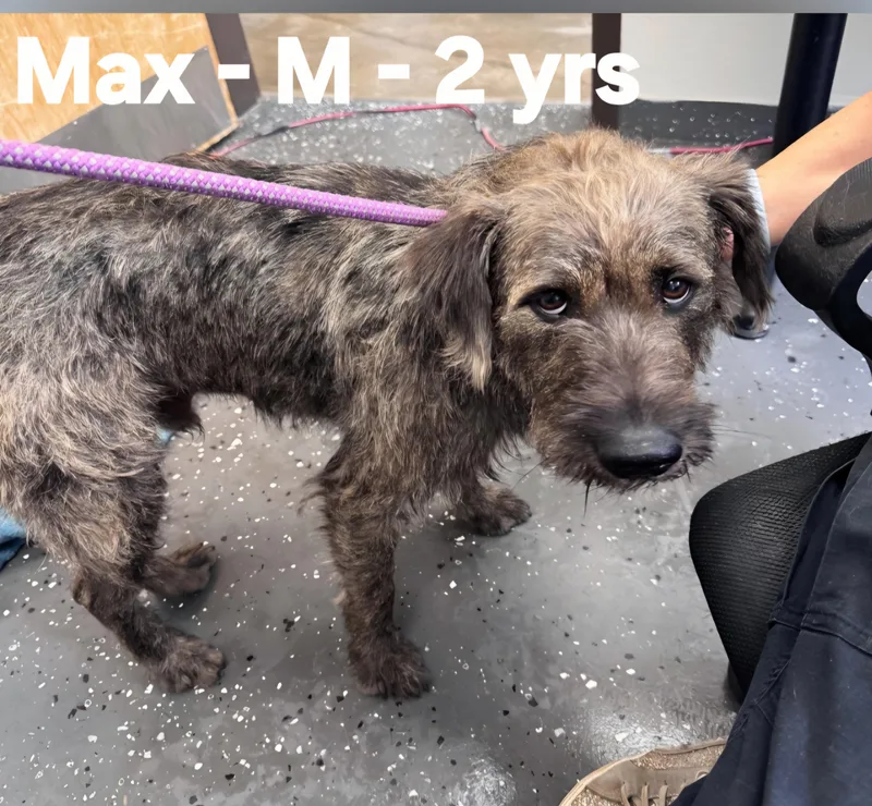 An adult medium-sized male Mixed Breed dog named Max for adoption in Calera, AL