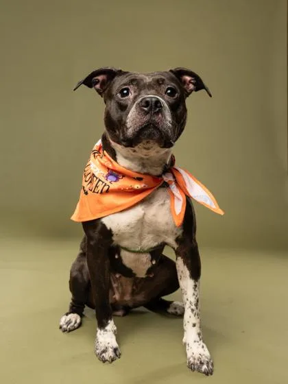 An adult large-sized female Pit Bull Terrier dog named Yoshi for adoption in Atlanta, GA