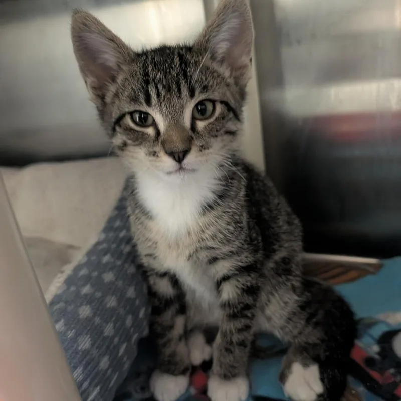 A baby small-sized male Gray / Blue / Silver Domestic Short Hair cat named Enoki for adoption in Detroit Lakes, MN