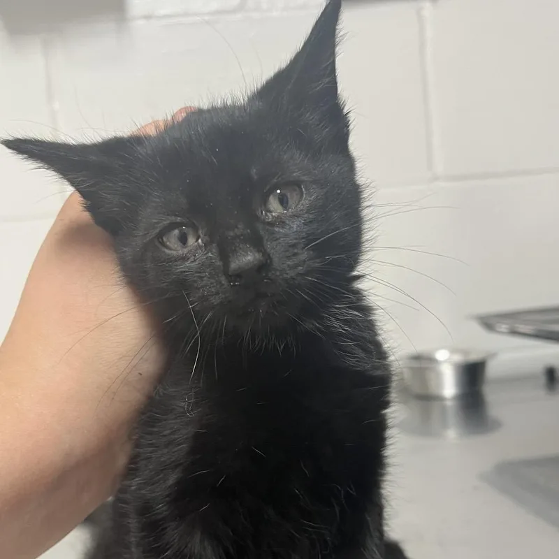 A baby small-sized female Black Domestic Medium Hair cat named Ulani for adoption in Birmingham, AL