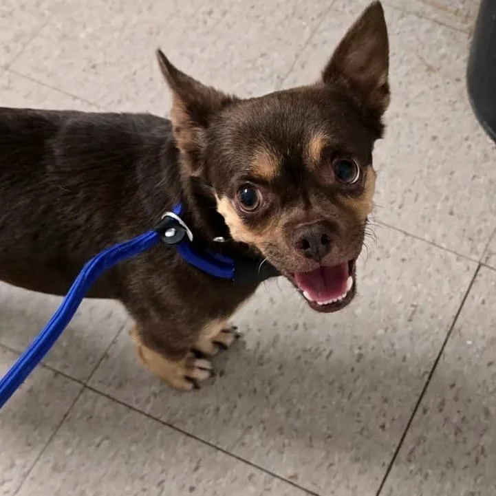 An adult small-sized male Brown / Chocolate Chihuahua dog named Chip for adoption in Martinsburg, WV