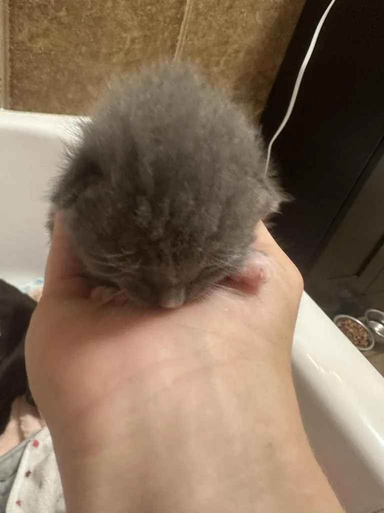 A baby medium-sized male Domestic Short Hair cat named Harrison for adoption in Tampa, FL