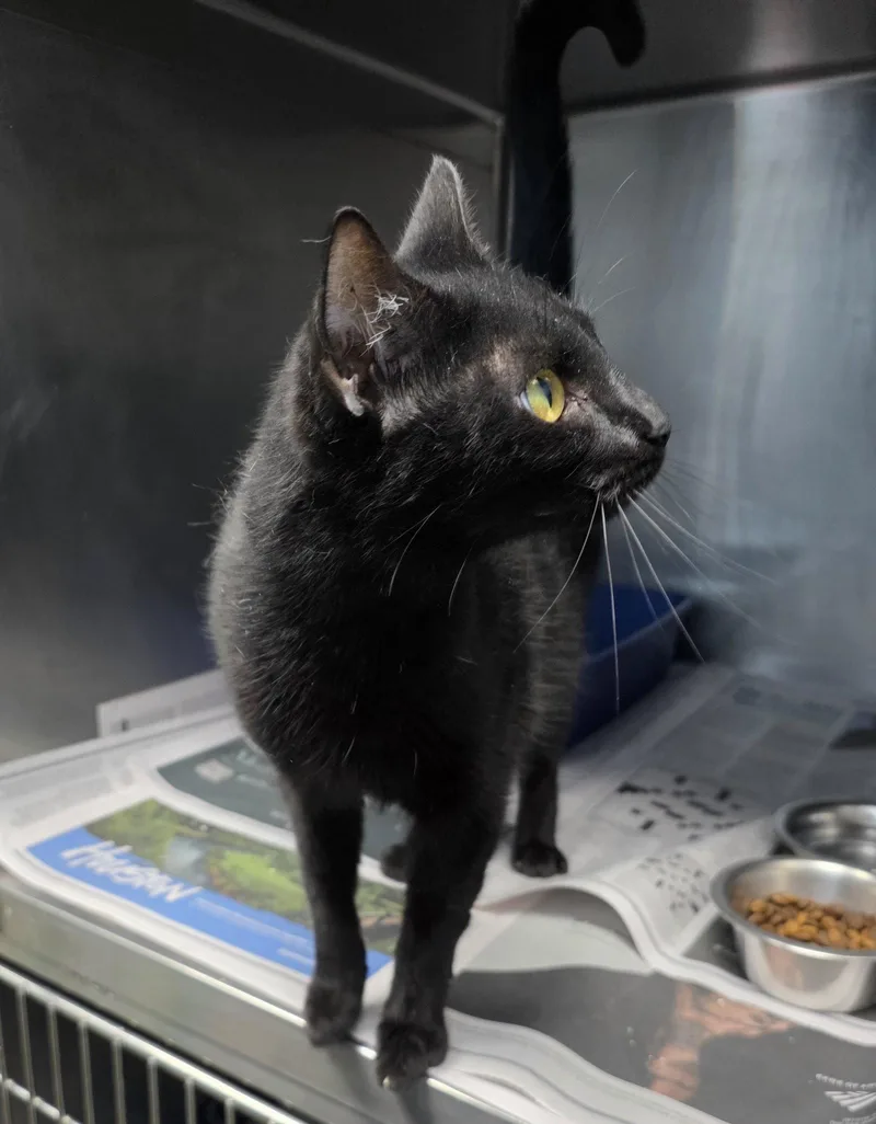 A young medium-sized female Bombay cat named Samantha for adoption in Magnolia Springs, AL