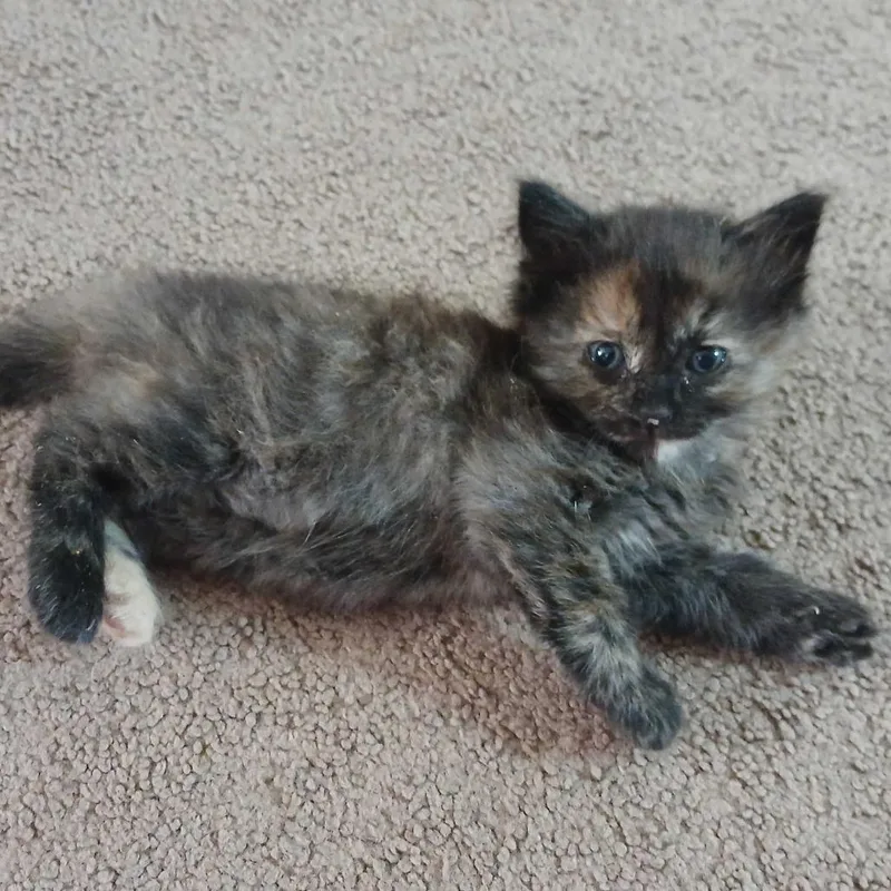 Biscuit
