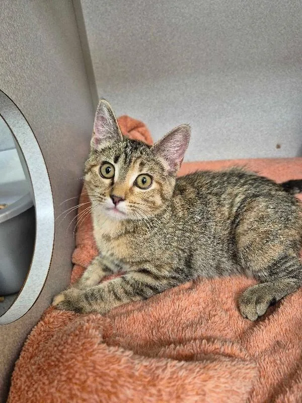 A young medium-sized female Torbie Domestic Short Hair cat named Daisy for adoption in Marietta, GA
